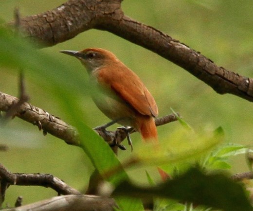 Yellow-chinned spinetail, Karanambo