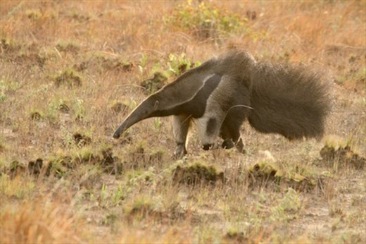 Giant anteater, Karanambo