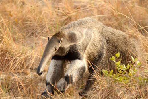 Giant anteater, Karanambo