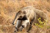 Giant anteater, Karanambo: by vagabonds3, Views[776]