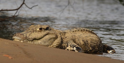 Caiman, Karanambo