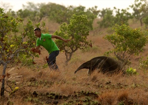 Giant anteater roundup, Karanambo