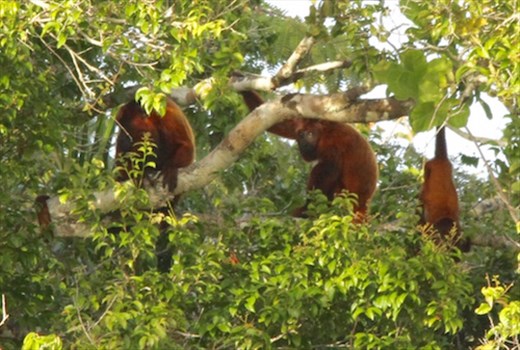 Family of red howler monkeys, Karanambo