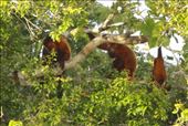 Family of red howler monkeys, Karanambo: by vagabonds3, Views[446]