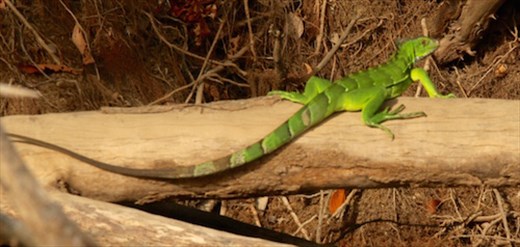 Green iguana, Karanambo