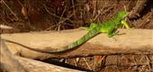 Green iguana, Karanambo: by vagabonds3, Views[429]