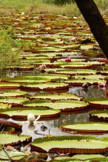 Amazon lillies, Karanambo