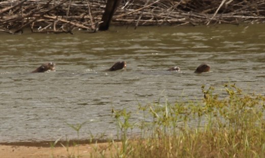 Giant river otters, Karanambo