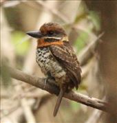 Spotted puffbird, Karanambo: by vagabonds3, Views[353]