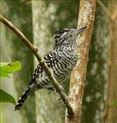 Barred ant shrike, Asa Wright, Trinidad: by vagabonds3, Views[510]
