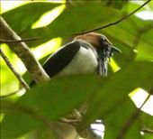 Bearded bellbird, the prize of  Asa Wright, Trinidad: by vagabonds3, Views[371]