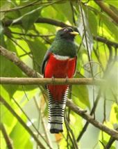 Collared trogon, Asa Wright, Trinidad: by vagabonds3, Views[382]