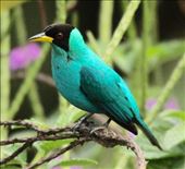 Green honeyeater, Asa Wright, Trinidad: by vagabonds3, Views[418]
