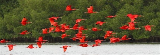 Scarlet ibis, Caroni Marsh, Trinidad