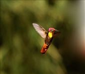 Ruby topaz hummingbird, Tobago: by vagabonds3, Views[998]