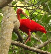 Scarlet ibis, Caroni Marsh, Trinidad: by vagabonds3, Views[474]