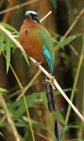 Trinidad motmot, Tobago: by vagabonds3, Views[441]