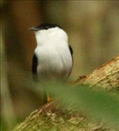 White-bearded manakin, Asa Wright, Trinidad: by vagabonds3, Views[436]