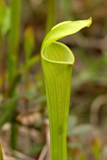 Pitcher Plant, Big Thicket NWR