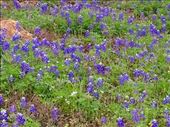 Texas Blue Bonnets: by vagabonds3, Views[445]
