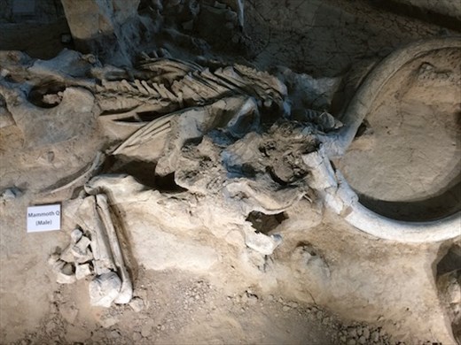 Waco Mammoth Site