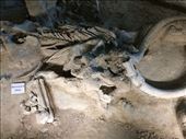Waco Mammoth Site: by vagabonds3, Views[427]
