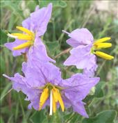 Nightshade: by vagabonds3, Views[402]