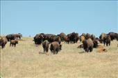 Bison herd, Custer SP, South Dakota: by vagabonds3, Views[473]