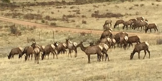 Elk herd, Rocky Mountain NP