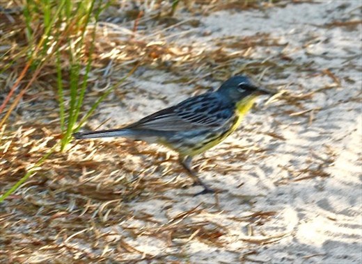 Our holy grail, Kirtland's warbler