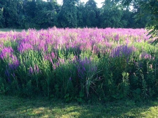 Canadian wildflowers