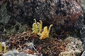 Arctic fern: by vagabonds3, Views[404]