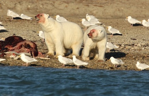 Feasting on dead beluga whales, Conningham Bay