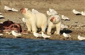 Feasting on dead beluga whales, Conningham Bay: by vagabonds3, Views[843]