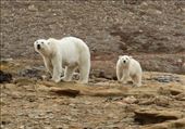 Mother polar bear and cub, Pond Inlet: by vagabonds3, Views[456]