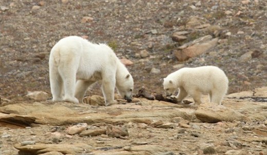 Mother polar bear and cub, Pond Inlet