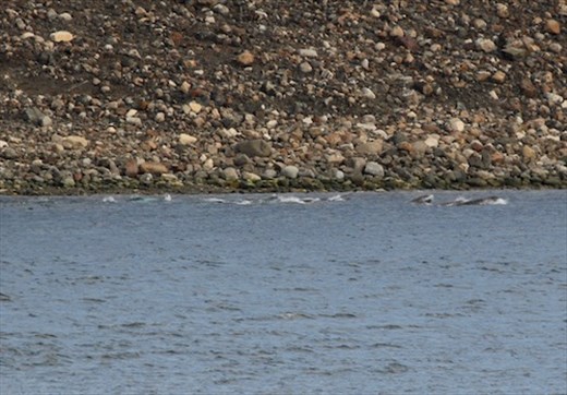 Narwhale pod (male has unicorn horn)