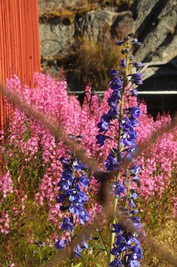 Summer flowers, Ilulissat, Greenland