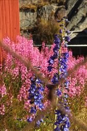Summer flowers, Ilulissat, Greenland: by vagabonds3, Views[396]