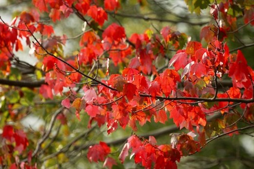 First leaves of autumn