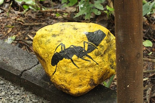 Army ant crossing