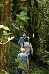 Into the woods: by vagabonds3, Views[394]