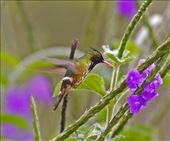 Black-crested coquette (photo from internet): by vagabonds3, Views[354]