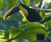 Black-mandibled toucan: by vagabonds3, Views[412]