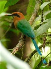 Broad-billed motmot: by vagabonds3, Views[411]