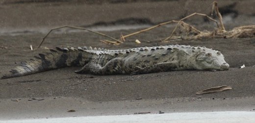American crocodile