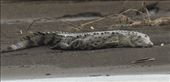 American crocodile: by vagabonds3, Views[285]