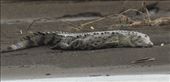 American crocodile: by vagabonds3, Views[146]