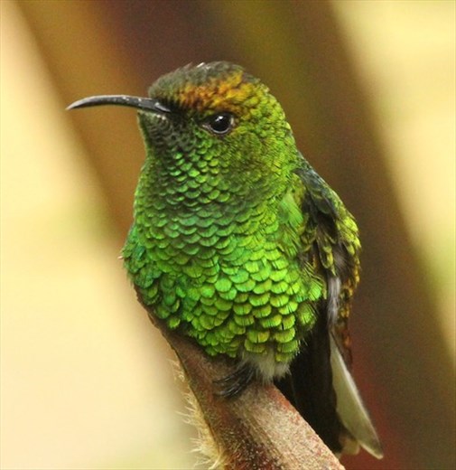 Coppery-headed Emerald