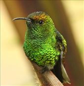 Coppery-headed Emerald: by vagabonds3, Views[416]